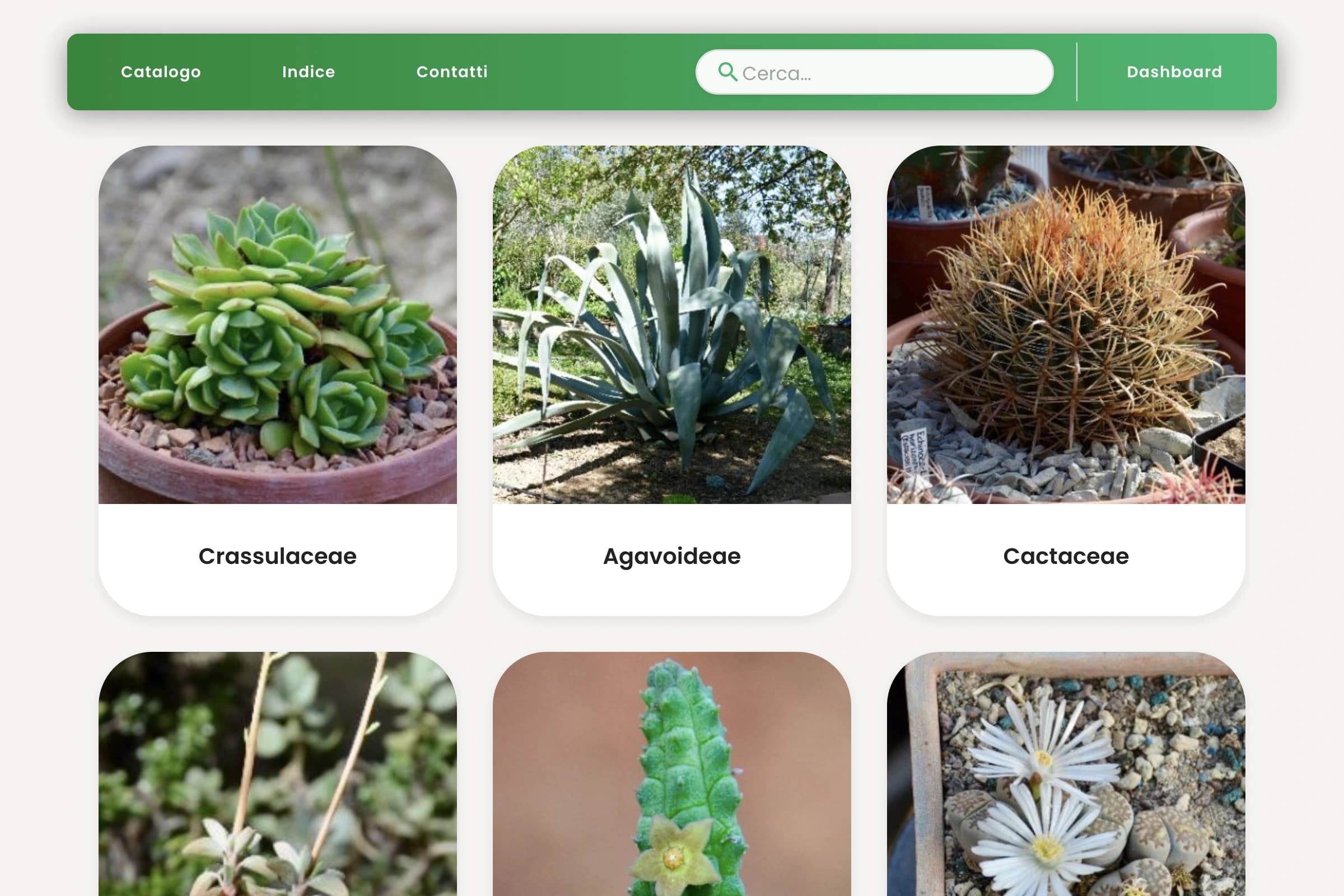 Screenshot di Succulentarte